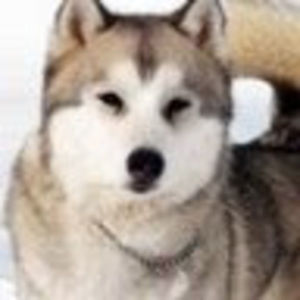 Meet your Posher, Wang